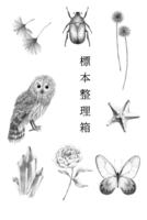 標本整理箱