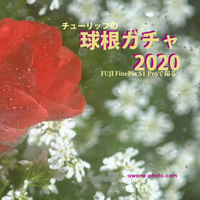 チューリップの球根ガチャ2020