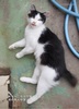 堂々ねこフォトカード1