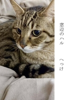 窓辺のハル