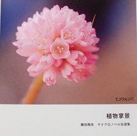 植物掌景 マイクロノベル自選集