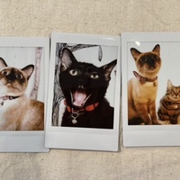 猫チェキ