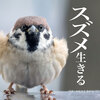 スズメ 生きる