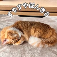 すやすやぽんきち
