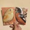 野鳥ノート 京都・冬編