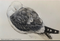 ポストカード「Black-tailed gull」