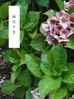 叔父さま