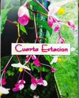 Cuarta Estacion