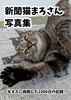 新聞猫まろさん写真集