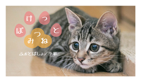 ぽけっとみつね
