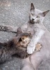 堂々ねこフォトカード2
