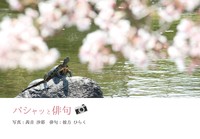 パシャッと俳句