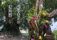 彩りキノコ