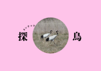 タンチョウ探鳥