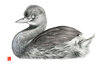 野鳥のポスカ 鉛筆画