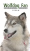 wolfdog fan