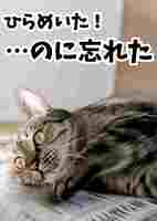 新聞猫まろさんフォトカード2