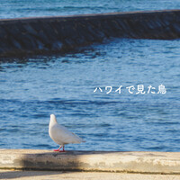 ハワイで見た鳥