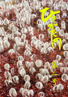 ひさかたの第二号