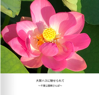 大賀ハスに魅せられて〜千葉公園朝さんぽ〜