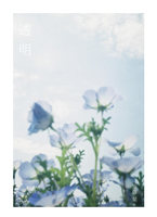 透明