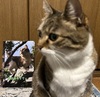 我はゆちりてぃ