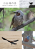 お台場の鳥