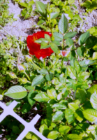 棘探し