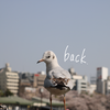 back