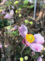 心霊手帖