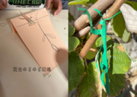 昆虫ゆるゆる図鑑