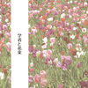 学者と花束