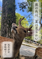 鹿の角は、夏は柔らかい