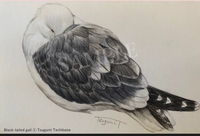 ポストカード「Black-tailed gull」