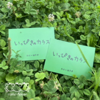 いっぴきのカラス