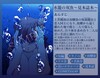 水籠の双魚〜見本誌本〜
