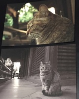神社猫のポストカードセット(2枚組)