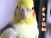 オカメ日和