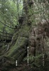 流れゆくもの 屋久島、ゴア