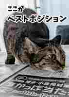 新聞猫まろさんフォトカード3
