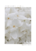 神様は優しくない - BL Collection [white]