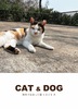 CAT&DOG 旅先で出会った猫 ときどき犬
