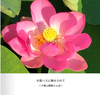 大賀ハスに魅せられて〜千葉公園朝さんぽ〜