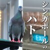 シンガポールのハト