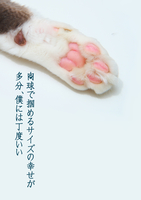 肉球で掴めるサイズの幸せが多分、僕には丁度いい