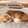 すやすやぽんきち