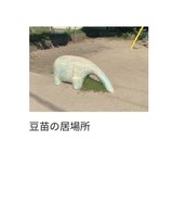 豆苗の居場所