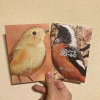 野鳥ノート 京都・冬編
