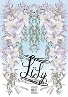 LiLy