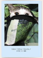 たると!たたん!たんたん!